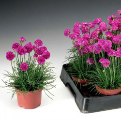 Армада рожева (pink) насіння армерії (Syngenta)
