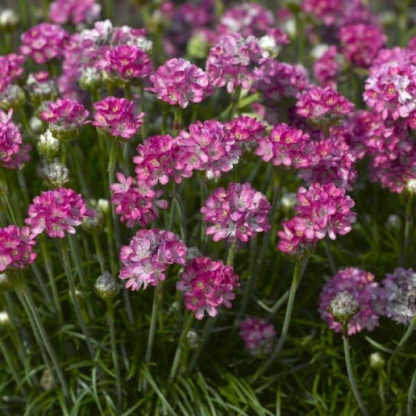 Армада рожева (pink) насіння армерії (Syngenta)