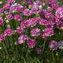 Армада рожева (pink) насіння армерії (Syngenta)