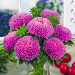 Балун рожевий (Pink) насіння айстри (Satimex)