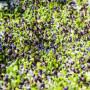 Базилик смесь 5 ароматов семян микрозеленых (Agrocity)