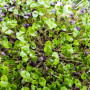 Базилик смесь 5 ароматов семян микрозеленых (Agrocity)