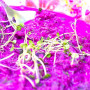 Базилик смесь 5 ароматов семян микрозеленых (Agrocity)
