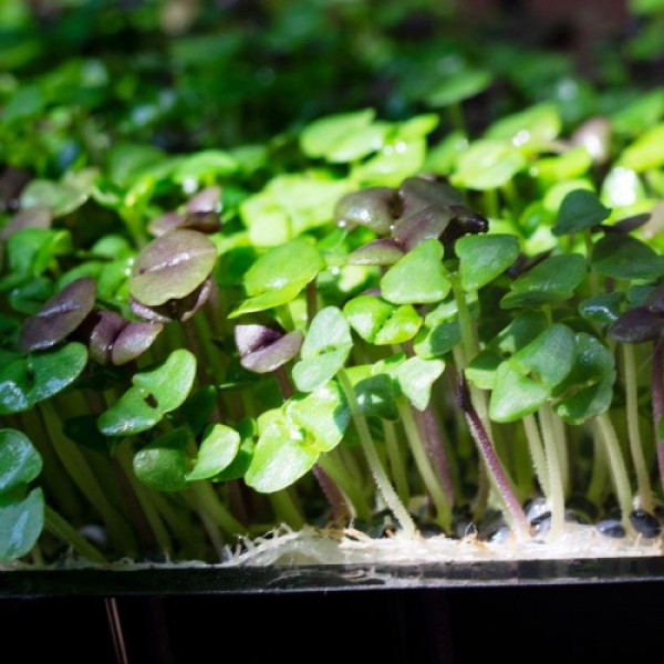 Базилик смесь 5 ароматов семян микрозеленых (Agrocity)