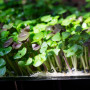 Базилик смесь 5 ароматов семян микрозеленых (Agrocity)