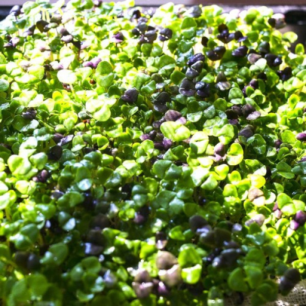 Базилик смесь 5 ароматов семян микрозеленых (Agrocity)