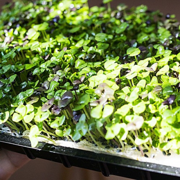Базилик смесь 5 ароматов семян микрозеленых (Agrocity)