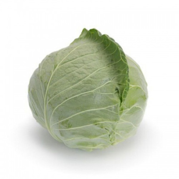Болерома F1 насіння капусти білоголової (Rijk Zwaan)
