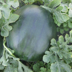 CRX 10041 F1 семена арбуза раннего (Cora Seeds)