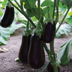 ЕС 3592 F1 (ES 3592 F1) насіння баклажана раннього (Ergon seeds)