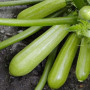 Аміно F1 насіння кабачка (Ergon seeds)