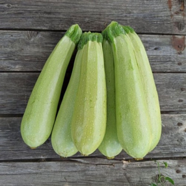 Аміно F1 насіння кабачка (Ergon seeds)