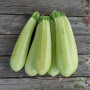 Аміно F1 насіння кабачка (Ergon seeds)