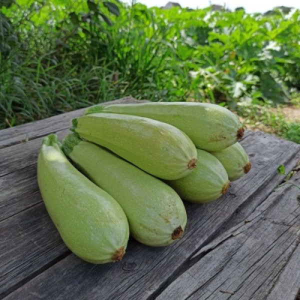 Аміно F1 насіння кабачка (Ergon seeds)