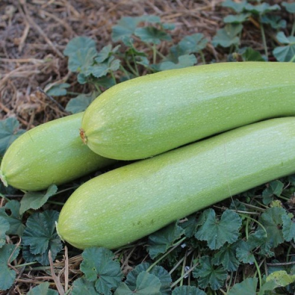 Аміно F1 насіння кабачка (Ergon seeds)