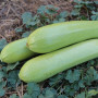 Аміно F1 насіння кабачка (Ergon seeds)