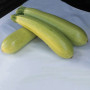 Аміно F1 насіння кабачка (Ergon seeds)