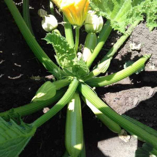 Аміно F1 насіння кабачка (Ergon seeds)