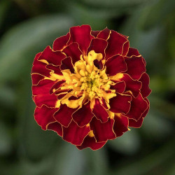 Гармоні Бой насіння чорнобривців (Floragran)