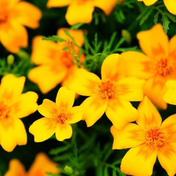 Голден Джем насіння чорнобривців тонколистих (Floragran)