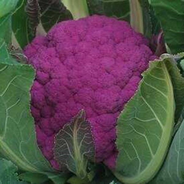 Граффіті F1 (Графіті F1) насіння капусти цвітної (Syngenta)