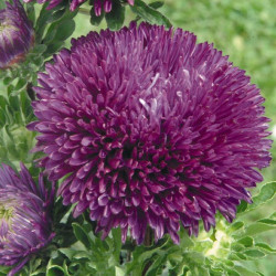 Гала пурпурова (Purple) насіння айстри голчастої (Benary)