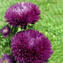 Гала пурпурова (Purple) насіння айстри голчастої (Benary)