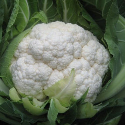 Іглу насіння капусти цвітної (Hortus)