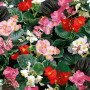 Інферно F1 Mix on Green Foliage насіння бегонії вічноквітучої (Sakata)