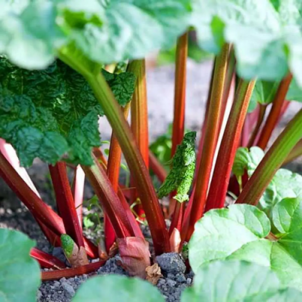 Вікторія насіння ревеню (Hem Zaden)