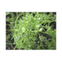 Элла Organic семян укропа (Enza Zaden/Vitalis)