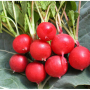 Черри Белле семена редиса (Hortus)