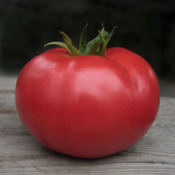 Кібо F1 (KS 222) F1 насіння помідора індетермінантного (Kitano Seeds)
