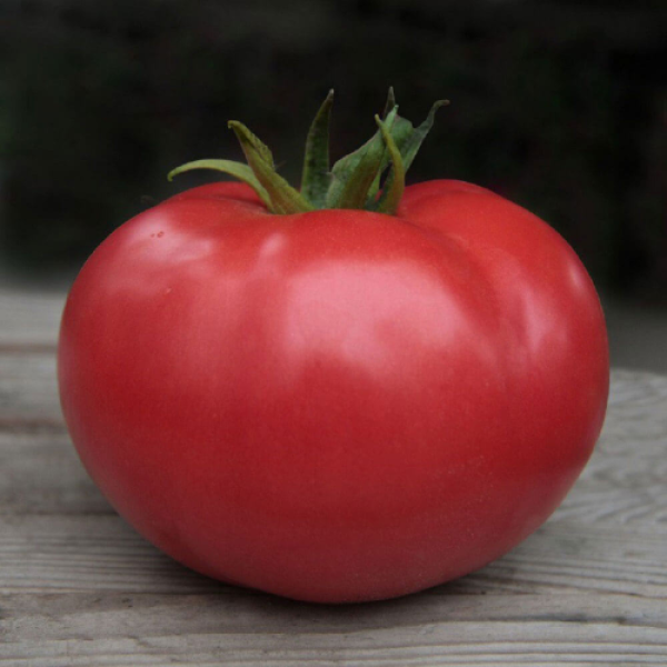 Кібо F1 (KS 222) F1 насіння помідора індетермінантного (Kitano Seeds)