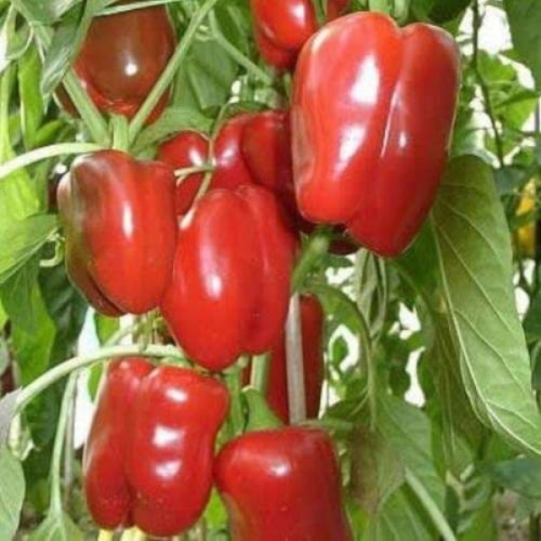 Калифорнийское чудо семян перца сладкого (Moravoseed)