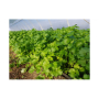 Маріно Organic насіння коріандру (кінзи) (Enza Zaden/Vitalis)