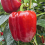 Маргарита F1 семян перца сладкого (United Genetics)