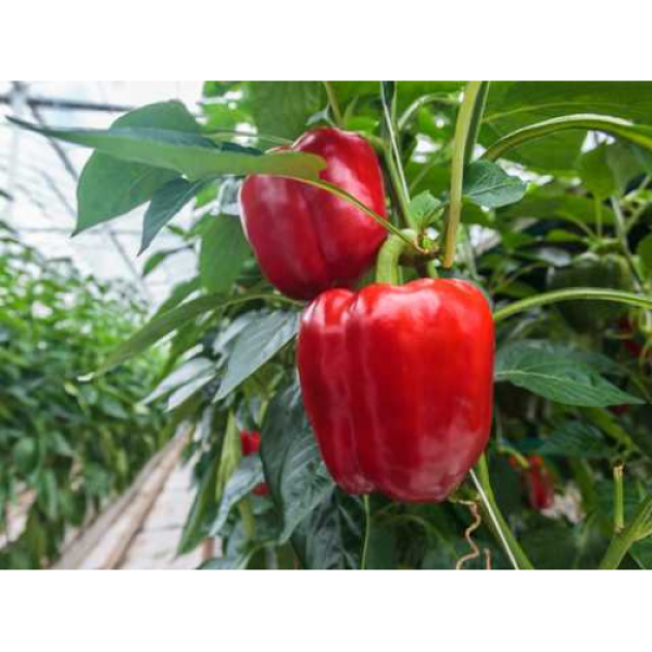 Маргарита F1 семян перца сладкого (United Genetics)
