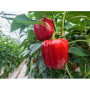 Маргарита F1 семян перца сладкого (United Genetics)