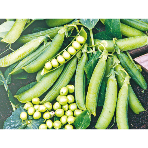 Муцио семян гороха (Syngenta)