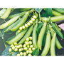 Муцио семян гороха (Syngenta)