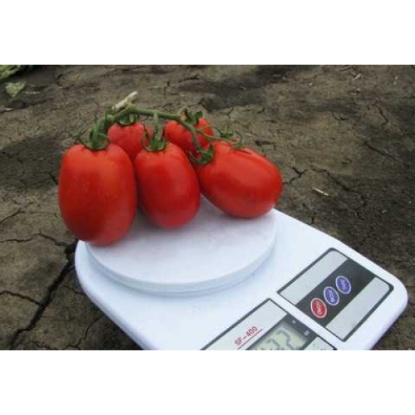 Пьєтра Росса F1 насіння помідора детермінантного (Clause)