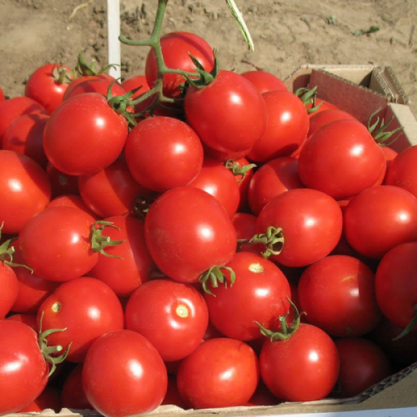 Ріо Фуего насіння помідора детермінантного (Lark Seeds)