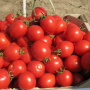 Ріо Фуего насіння помідора детермінантного (Lark Seeds)