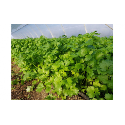 Сноуболт насіння коріандру (кінзи) (Moravoseed)