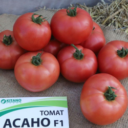 Асано F1 (КС 38 F1) насіння помідора індетермінантного (Kitano Seeds)