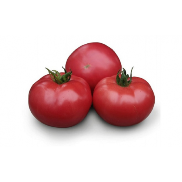 Асано F1 (КС 38 F1) насіння помідора індетермінантного (Kitano Seeds)