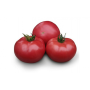 Асано F1 (КС 38 F1) насіння помідора індетермінантного (Kitano Seeds)