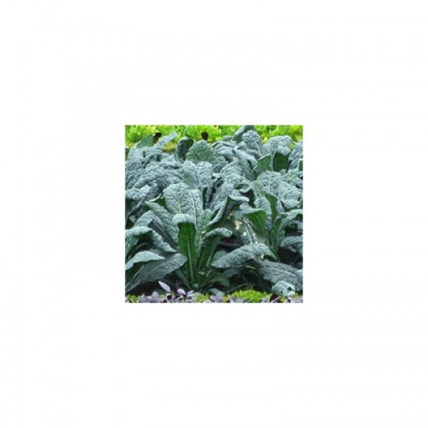 Кале насіння капусти листової (Hortus)