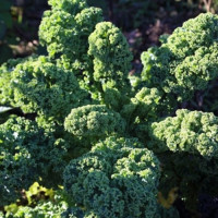 Капрал насіння капусти листової (Moravoseed)